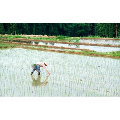 「2021年2月下旬発送」【令和2年産】「南魚沼産こしひかり真空2合×30袋入」(精米)