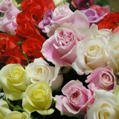 【バラ風呂用】バラの花 (約90輪)