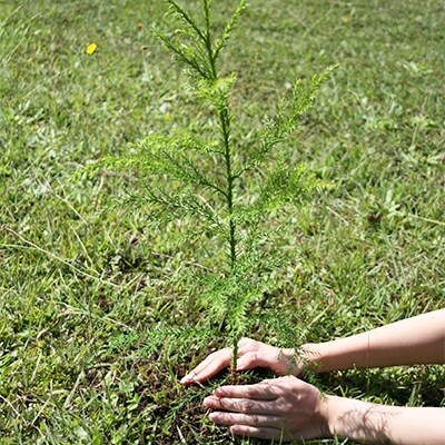横手J‐クレジットで横手の森林をもっと身近に! CO2削減 1.2t相当