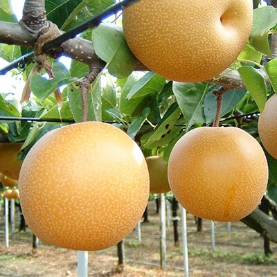 豊水梨　後藤梨園特選品　3L～5L　5kg箱