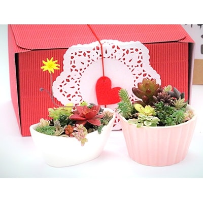 貴方のお部屋を癒やしてくれる多肉植物(2個セット)