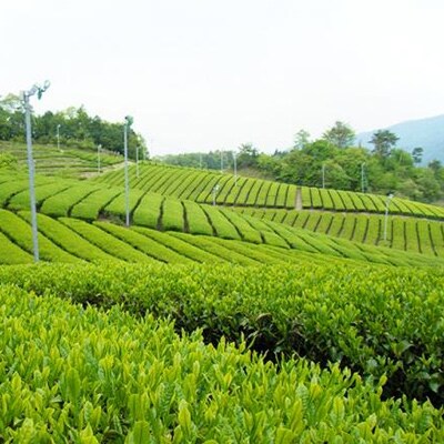 おおがき茶 (500ml×24本)