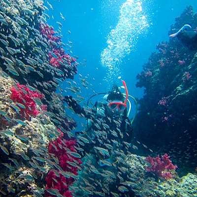 南伊豆下田で世界に通じる「PADIライセンス」を取得しよう♪　PADI　ダイビングスクール(3日間)