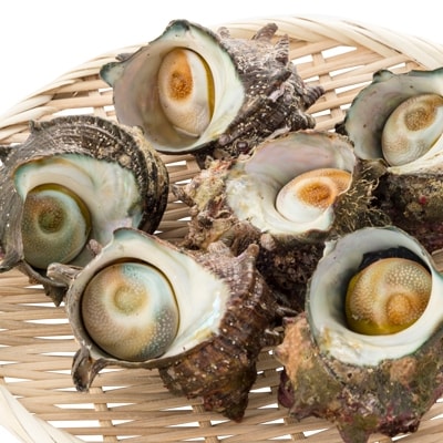 ＜伊豆漁協＞地物　活サザエ　A