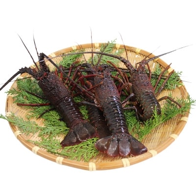 ＜伊豆漁協＞地物　冷凍イセエビ(二つ割り)　A 