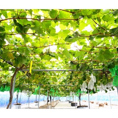 【2025年先行受付】～シャインマスカット～　2～3房(約1.1kg)Domaine MARUTA