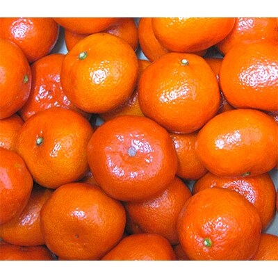 GIマーク取得　ご家庭用　大玉　香川小原紅早生みかん　約4.7kg×2箱