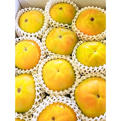 ご家庭用　太秋柿　約3.7kg×2箱