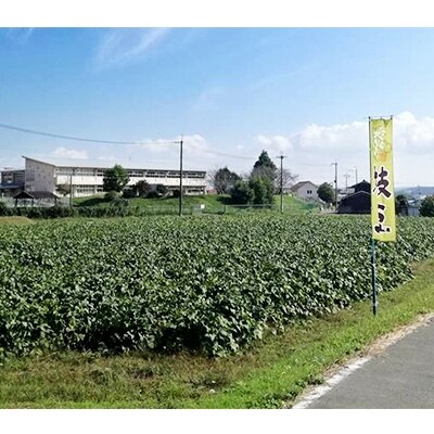 さつまいもと丹波黒枝豆の収穫体験(6名様まで)