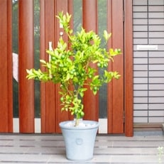 大きいレモンの木鉢植え・6年生大苗(プラ鉢)