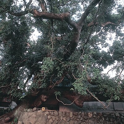 香美市観光めぐり『自然満喫』コース(2名様分)