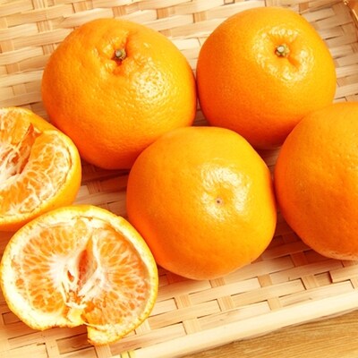 【和歌山】厳選!濃厚はるみ 約4kg～5kg