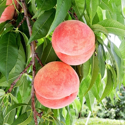 フルーツ王国 青森県南部町の旬の桃　約3kg(8～11玉)