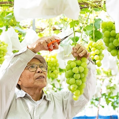 【季節限定】佐賀県産 瀬戸ジャイアンツ(3kg)