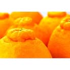 《先行受付》こだわり農家の濃厚不知火(デコポンと同品種)約5kg