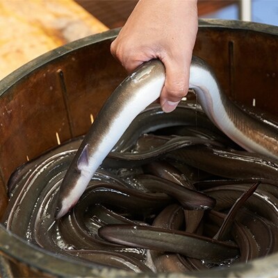 国産うなぎの白焼き特大3匹セット 戸村川魚店 お礼品詳細 ふるさと納税なら さとふる