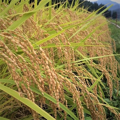 飛騨産「いのちの壱」5kg×3袋　特別栽培米【令和5年産】