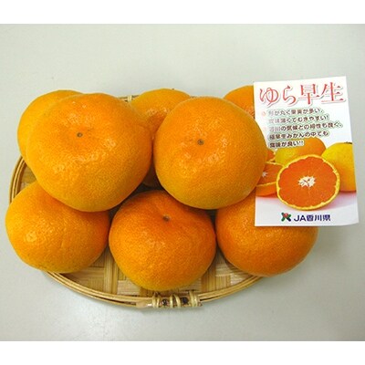 ゆら早生みかん 約5kg(サイズおまかせ)