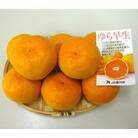 ゆら早生みかん　どっさり10kg(サイズおまかせ)