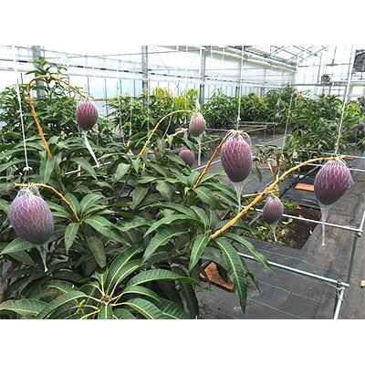 いぶすき産樹上完熟マンゴー(3Lサイズ×2玉 計約1kg)
