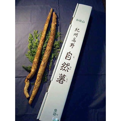 紀州山里の珍味自然薯　約900g～1kg