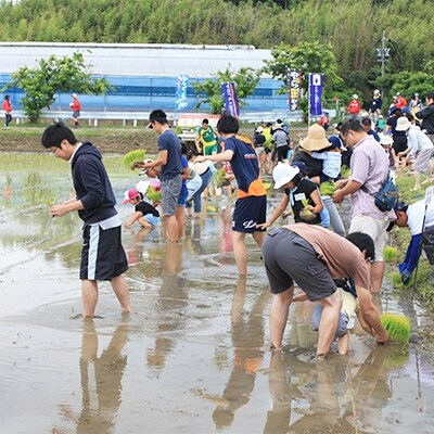 「2020年3月上旬発送」令和元年産 浜松応援米 「やら米(まい)か」5kg　遠州綿紬ハンカチ1枚