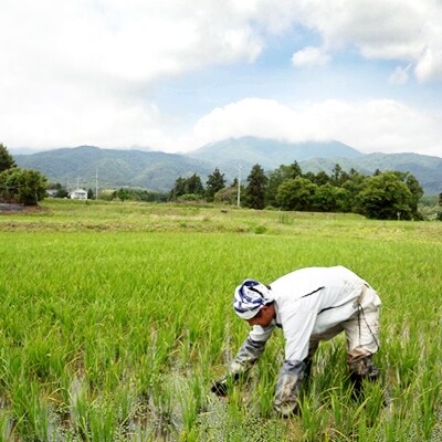 【先行受付】令6年産　栽培期間中農薬不使用佐渡コシヒカリ(在来種)玄米3kg