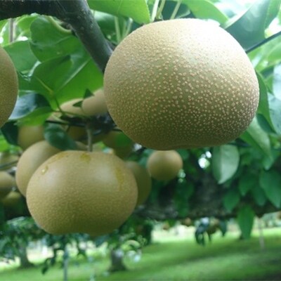 豊水　梨5kg