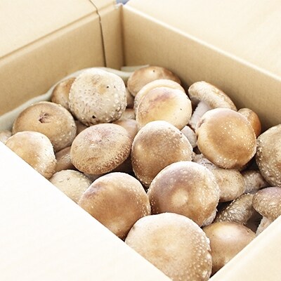 生椎茸 1kg