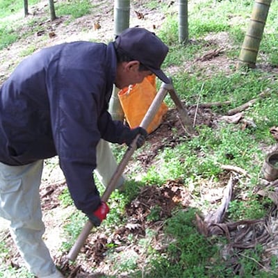 和歌山産 朝堀り 筍 4kg (ぬか付き)