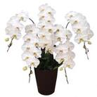 幸せが飛んでくる 胡蝶蘭大輪5本立ち