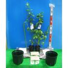 サザンハイブッシュ系接ぎ木ブルーベリー苗2本+簡単鉢植栽培キット×2セット