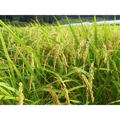 「2020年3月中旬発送」【令和元年産】田代の米　4.5kg