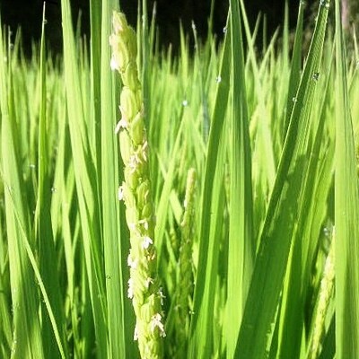 【平成30年産】自慢のお米(白米コシヒカリ10キロ)