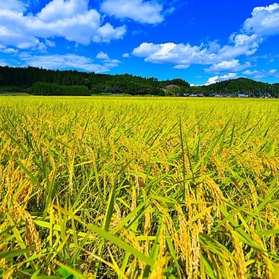 【平成30年産】自慢のお米(白米コシヒカリ10キロ)