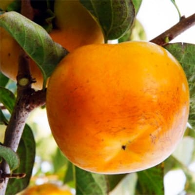 【産直】太秋柿(大玉)約2.5kg　5玉～8玉　緑伸園の夕焼け太秋