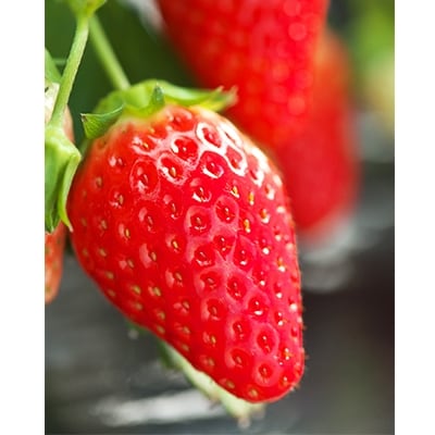 鹿深いちご園のいちご狩りペアチケット お礼品詳細 ふるさと納税なら さとふる 鹿深いちご園のいちご狩りペアチケット お礼品詳細 ふるさと納税なら さとふる