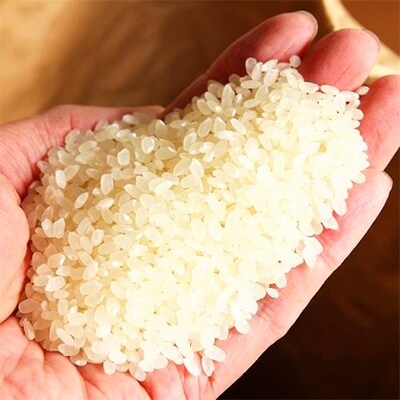 【2022年3月上旬発送】無洗米にこまる 5kg　罪悪感は必要ナシ!家事をサボってうまいお米を!