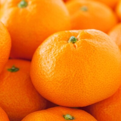 【和歌山ブランド】下津の蔵出しみかんたっぷり10kg(2Lサイズ)※2019年1月上旬より順次お届け