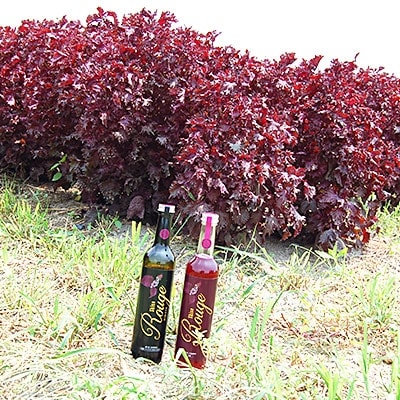 シソルージュ 500ml&シソルージュ　ジンジャー　500mlセット
