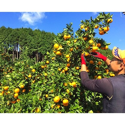 コウ果樹園 特別栽培 ごくあまみかん 5kg C33 7 お礼品詳細 ふるさと納税なら さとふる