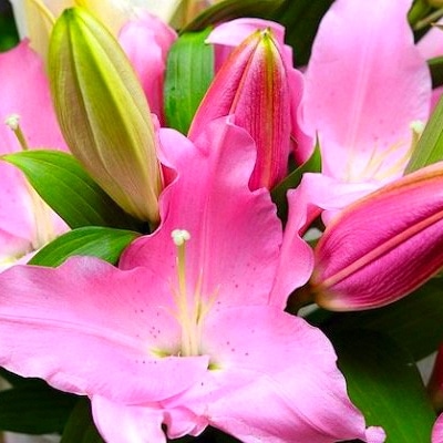 日頃の感謝を「花束」に込めて【オリエンタルリリー5本から】
