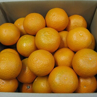 オレンジ 清見