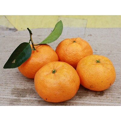 高松産季節の果物【待望の新品種みかん　西南のひかり】約7kg