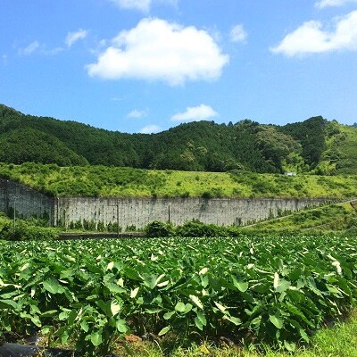 乳酸菌で育てる色白美人な里芋 しっかり 2kg