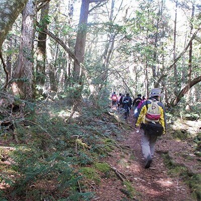 1泊2日 『紅葉探勝in樹海探検』参加証【平成29年11月4日(土)～5日(日)】 