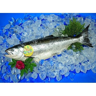 北海道標津産 天然 時知らず鮭 切身 (5切)【船上一本〆シリーズ】 