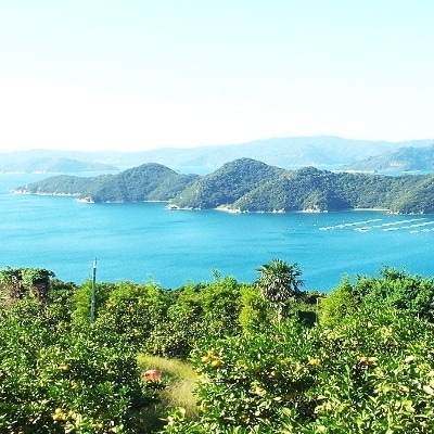 【2024年11月以降発送】八幡浜市向灘地区産「媛一みかん」約5kg(家庭用)【C28-27】