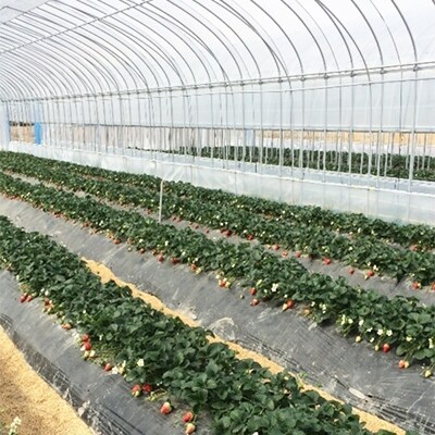 【奈良県ブランドいちご】古都華(ことか)※2018年2月中旬より順次お届け予定
