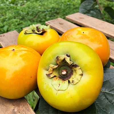 【産地直送】やまなし内藤農園の新食感甘柿・太秋柿1箱